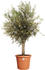 Elho algarve cilindro Ø 58cm terra