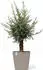 Ecopots Rotterdam Rollen 49,7x50cm Braungrau