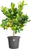 Elho Algarve Cilindro Ø 29cm anthrazit