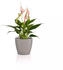 Lechuza Classico Color Deco 10