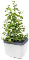 Gusta Garden Kr&auml;utertopf "Herbs Buddy" in Wei&szlig; - (B)16 x (H)14 x (T)13 cm