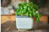 Gusta Garden Herbs Buddy (14 cm)