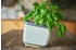 Gusta Garden Herbs Buddy (14 cm)