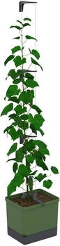 Gusta Garden Curt Cucumber (33.50 cm)