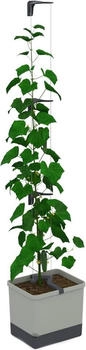 Gusta Garden Pflanzen Zubeh&ouml;r CURT CUCUMBER Gurkentopf Grau (28.70 cm 33.50 cm)