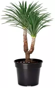 Garronda Blumentopf Kunststoff Pflanztopf rund Kräutertopf Anzuchttöpfe Blumentopf Schwarz für Innen und Aussen 45cm GD-0025 (1 Stück Schwarz ⌀ 45cm H=33,5cm)
