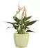 Lechuza Classico Color Deco 10