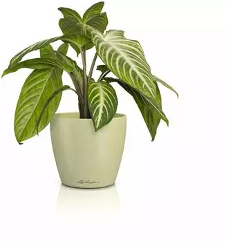 Lechuza CLASSICO Color 14 DECO linde (16683)