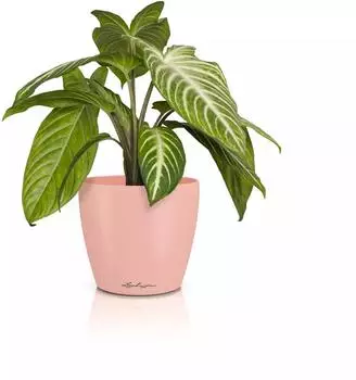 Lechuza CLASSICO Color 14 DECO magnolie (16684)