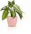 Lechuza Classico Color Deco 14