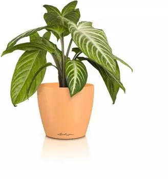 Lechuza CLASSICO Color 14 DECO papaya (16685)