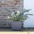 Deroma Quadro Millenium 25cm ashgrey
