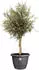Elho Amiga round pot 55 x 51 cm black
