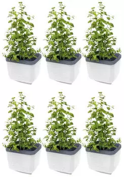 Gusta Garden Herbs Buddy Selbstbewässerungstopf mit Wasserstandsanzeige