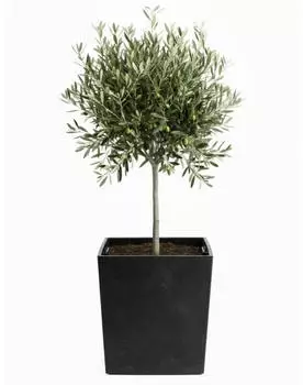 OEM Flore Blumentopf Beton-Optik schwarz 39,5x41cm (qubuss_5907600456914)