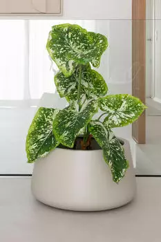 Vivanno Gordo 45 x 29 cm creme