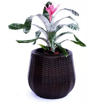 Eleganteinrichten Pflanzk&uuml;bel Polyrattan Rund-Konisch D52xH44cm Coffee-Braun
