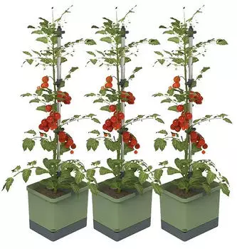 Gusta Garden Tom Tomato Pflanzgef&auml;&szlig; 3er-Set dunkelgr&uuml;n (W07074)