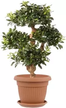Botle Blumentopf mit Untersetzer Rund Terrakotta Kunststoff 55x43cm 48L