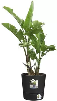 Elho Foss Rund 30cm living schwarz