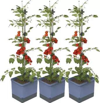 Gusta Garden Tomato Pflanzgef&auml;&szlig; 3er-Set blau (W07075)