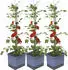 Gusta Garden Tomato Pflanzgefäß 3er-Set blau (W07075)