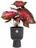 Elho vibes fold coupe 14 cm anthrazit
