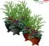 BigDean Blumentopf-Füße 12er-Set Kunststoff anthrazit (749311)