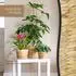 HMF Blumentopf geflochten aus Wasserhyazinthe, rund, 14cm, 2er-Set (37280-14CM-S2)