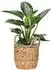 Scheurich Water Hyacinth 28 Korb-Pflanzgefäß mit Griffen, natur, Ø28cm (67549)
