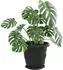 vidaXL Runde Blumenplatte 24er-Set, schwarz, Ø 23,5 cm, Kunststoff (42020325)
