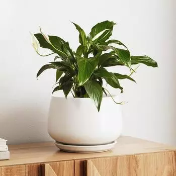 LuxusKollektion Keramik-Blumentopf mit Untersetzer, mattWei&szlig;, 25cm
