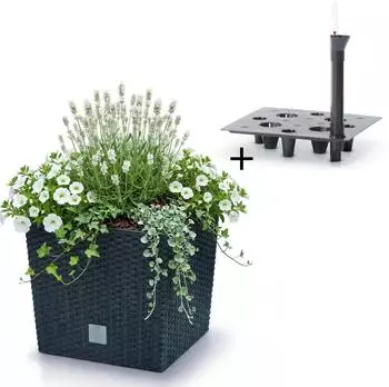 Prosperplast Rato Low Blumentopf eckig, Rattanoptik, anthrazit, 40x40x40,8cm (DRTS400L)