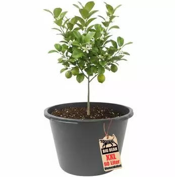 BigDean Blumenk&uuml;bel XXL 90L, 43cm hoch, &Oslash;63cm, Kunststoff (1002756)