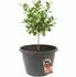BigDean Blumenkübel XXL 90L, 43cm hoch, Ø63cm, Kunststoff (1002756)