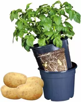 Esschert Kartoffelpflanztopf Ø30,2cm, Kunststoff (B1014)