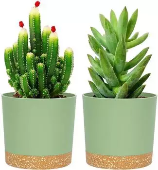 LuxusKollektion Blument&ouml;pfe 2er Set 12,7cm mit Untersetzer, innen & au&szlig;en, gr&uuml;n