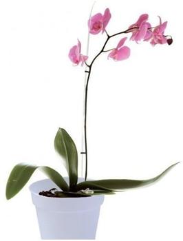 Elho brussels orchid 12,5cm transparant