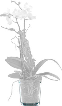 Sandra Rich Orchidee 13,5x12,5cm (7053-13)