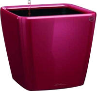 Lechuza 16127, Lechuza Quadro LS (22.50 x 22.50 x 20.50 cm) (16127) Rot