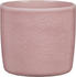 rosea