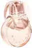 Bulgari Omnia Crystalline Eau de Parfum 2024