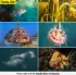 Sealife Micro 3.0