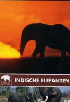 WVG Safari - Indische Elefanten