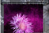 Sanilo Purple Dust 180x200cm, lila