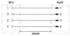 Phoenix Contact CUC-BH-M12D1PBK-A/R4BE Sensor-/Aktor-Steckverbinder M12 4-polig Schaltschrankdurchführung (1414397)
