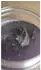 Dynamic Striptease (500ml)