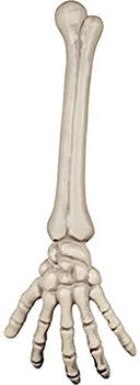 Boland Skelett Arm 74556