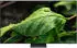 Samsung GQ55QN74FAT (55 Zoll)