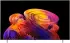LG OLED55B68LA (55 Zoll)